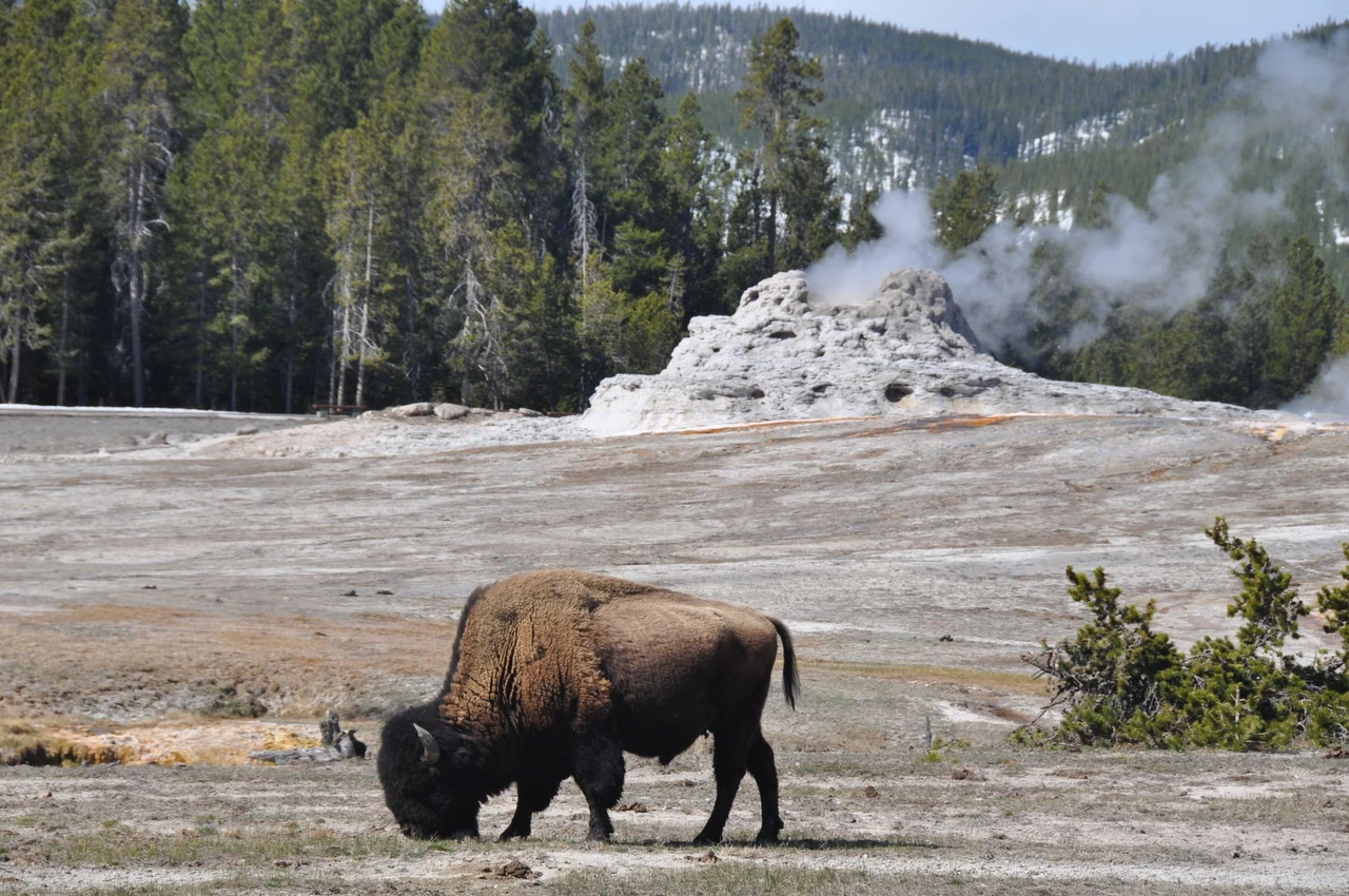A bison grazing in an open valley in Yellowstone National Park